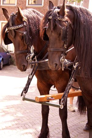 Two horses of a carriage and twoの写真素材