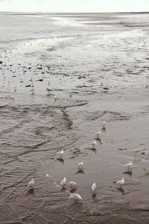 Black headed gulls at the waterfrontの写真素材