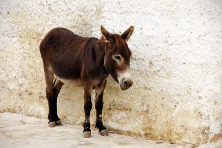 An old donkey in the streets of a village
