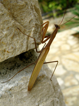 A walking stickの写真素材