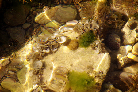 The bottom of the sea with plants and shells