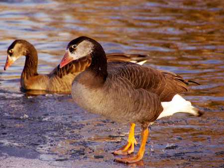 Two geese one at the ice and one in a hole in the iceの写真素材