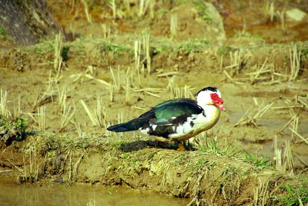 a muscovy duck in the rice fields in Vietnamの写真素材