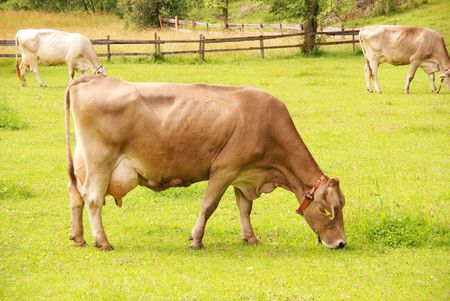 A brown swiss cowの写真素材