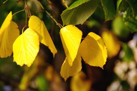 Leaves in autumn colorsの写真素材
