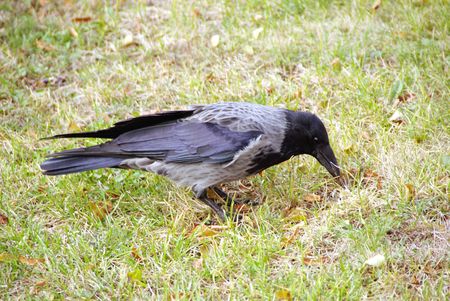 A hooded crow (corvus corone)の写真素材