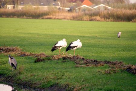 Two storks in a meadowの写真素材