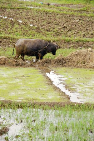A working buffalo at the rice fields in the Philippinesの写真素材