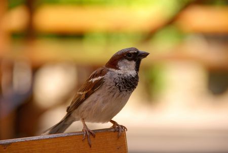 A house sparrow at a chairの素材 [FY3107313527]