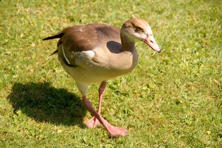 An Egyptian goose at a grasslandの写真素材