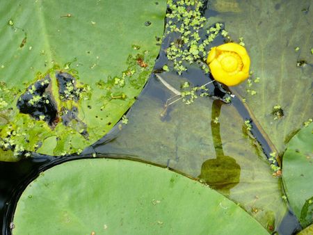 Yellow waterlily (Nuphar lutea) in a canalの写真素材
