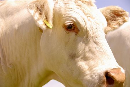 A portrait of a cowの写真素材