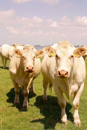 Two curious cows in a meadowの写真素材