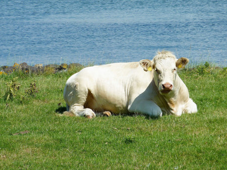A ruminating cow in a meadowの写真素材
