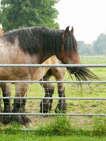 Belgium work horsesの写真素材