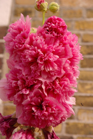 A pink double hollyhockの写真素材