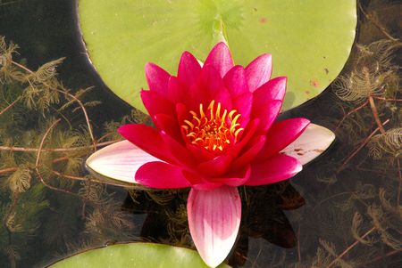 A water lily (nymphea alba) in a canal in the cityの写真素材