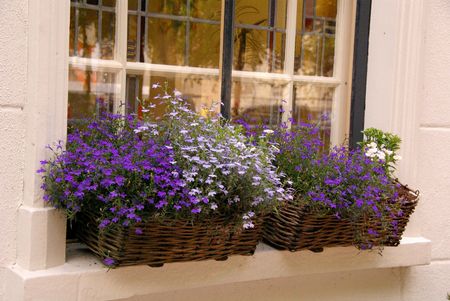 Flowering plants in basketsの写真素材