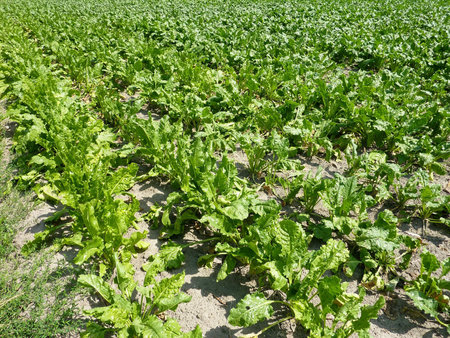 A field with endive plants