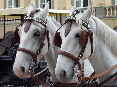Carriage and pairの写真素材