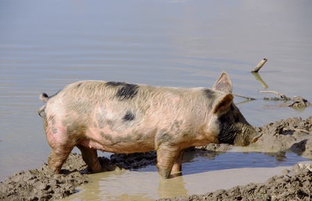 A Young pig in the mud of a pool at a Caribbean islandの写真素材