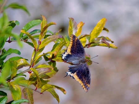 Two tailed pasha (charaxus jasius) in a treeの写真素材