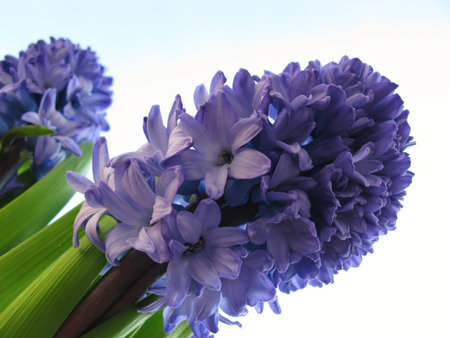 Flowering hyacinth bulbs in spring