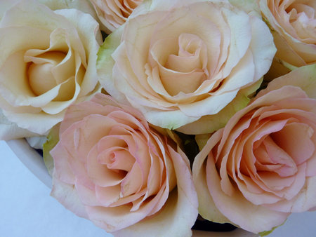 Pink roses in a bowlの写真素材