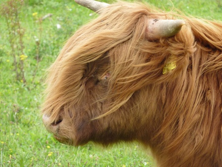 A portrait of a Scottish highland cowの写真素材