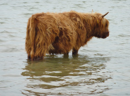 A Scottish highland cow in the water of a poolの写真素材