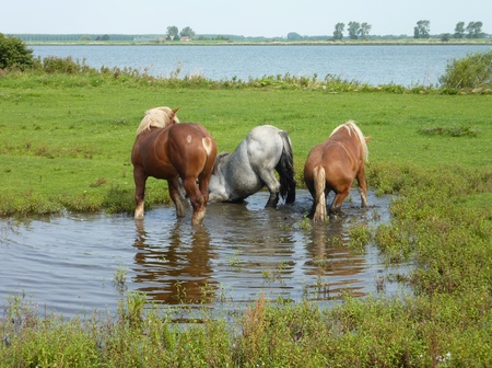 Young work horses lying and standing in the water of a pool on the nature island Tiengemeten in Zuid-Holland in the Netherlandsの写真素材
