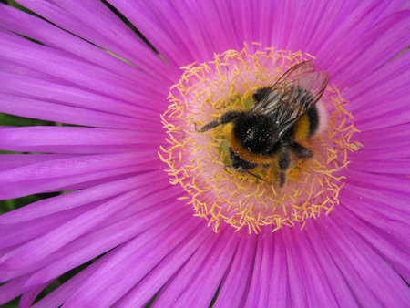 A bee on a pink flower