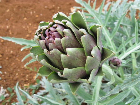 Artichoke in an allotment gardenの写真素材