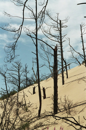 The dunes of the Slowinski national park in Polandの写真素材