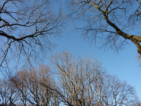 Barren branches of a tree opposite a blue sky in winter