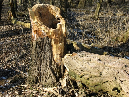 A broken tree stricken by thunderbolt on a natural island in winterの写真素材