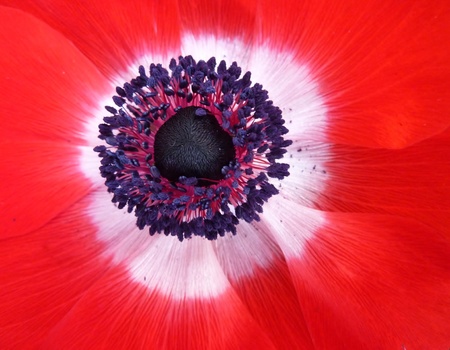 A red flowering anemone in springの写真素材