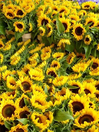 Blooming sun flowers  Helianthus annuus  in summerの写真素材