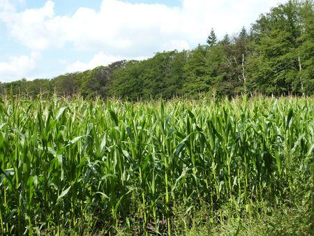 A field with Indian corn plants
