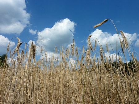 Wheat ears in a corn field