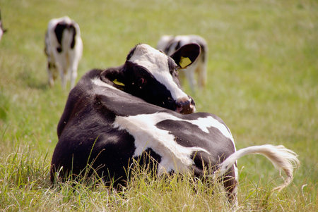 A ruminating cow in a meadowの写真素材
