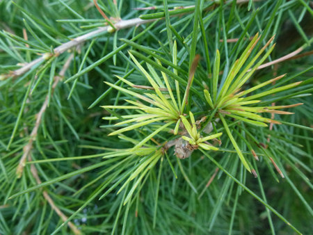 Fresh needles in a pine tree in spring