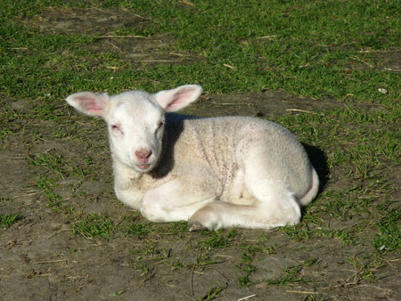 A just born lamb in a meadow