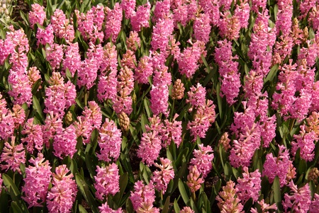 Flowering pink hyacinth bulbs in a fieldin springの写真素材
