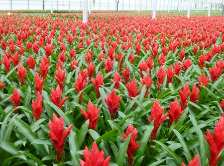 A field red flowering bromeliad plants in a glass houseの写真素材