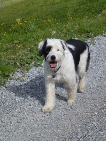 An active black and white dogの写真素材