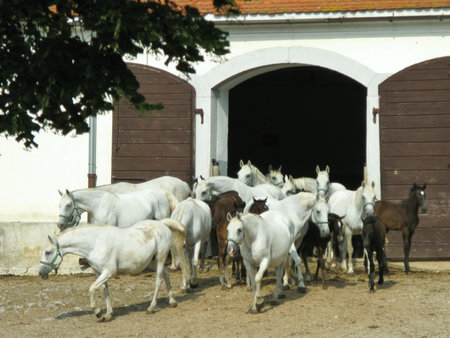 The brown foals of the white Lipizzaner horses