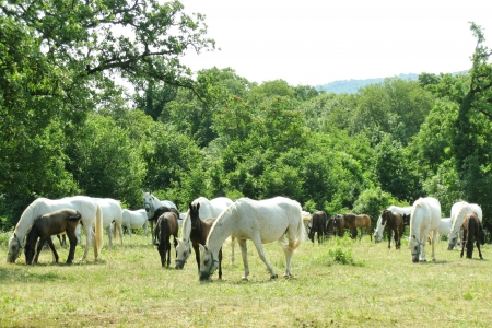 The brown foals of the white Lipizzaner horses in Sloveniaの写真素材