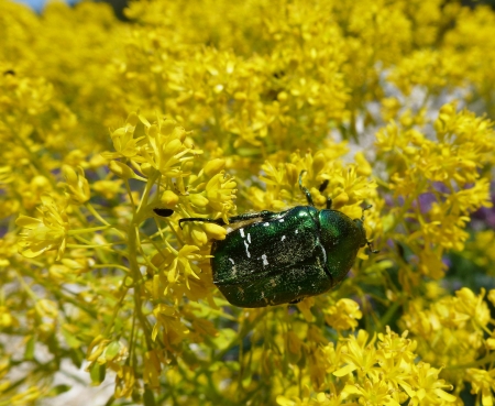 Green rose chafer  Cetonia aurata  on a yellow flowering woad plantの写真素材