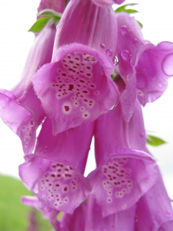 A flowering common foxglove  digitalis purpurea  with spotted flower tupesの写真素材